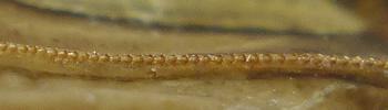 Courtilière ou taupe-grillon (Gryllotalpa gryllotalpa) détail de la "râpe"