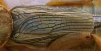 Courtilière ou taupe-grillon (Gryllotalpa gryllotalpa), disposition des élytres, photo 3