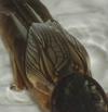 Courtilière ou taupe-grillon (Gryllotalpa gryllotalpa), disposition des élytres, photo 4