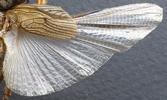 Courtilière ou Taupe-grillon (Gryllotalpa gryllotalpa), aile membraneuse déployée, détail.