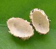 cocon de crioceris lilii (ouvert)