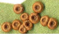 Neuroterus numismalis