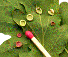 galles lenticulaires (non d&eacute;termin&eacute;es)