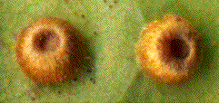 Neuroterus numismalis (d&eacute;tail)