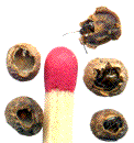 galles lenticulaires avec insectes "in situ"