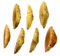 galles avant d&eacute;veloppement de l'insecte