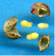 nymphes de Neuroterus quercusbaccarum
