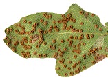 Neuroterus numismalis