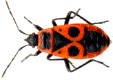 pyrrhocoris apterus adulte