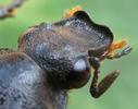 Cétoine variable ou cétoine à 8 points (Gnorimus variabilis ou Gnorimus octopunctatus),  clypéus mâle, photo 2.