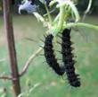 chenilles de Paon du jour en pr&eacute;-nymphose