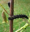 chrysalide "in situ" de Paon du jour