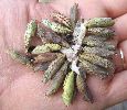 chrysalides en vrac de Paon du jour