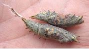 chrysalides de Paon du jour pr&ecirc;tes &agrave; &eacute;clore
