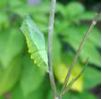 chrysalide "ceintur&eacute;e" de Machaon