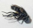 Inachis io (Paon du jour): Dipt&egrave;re parasite
