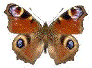 Inachis io (Paon du jour) &eacute;tal&eacute;