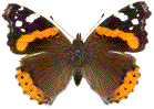 Vanessa atalanta (Vulcain, Atalante) &eacute;tal&eacute;
