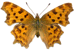 Polygonia C-album (C-blanc) &eacute;tal&eacute;