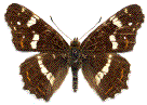 Araschnia levana (Carte g&eacute;ographique) forme estivale 
