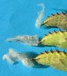 embases soyeuses de  chrysalides du Paon du jour 