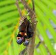 &eacute;closion du Paon du jour (Inachis io): clich&eacute; 6