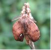 &eacute;closion d'un m&acirc;le de Bombyx &eacute;toil&eacute; (photo 3)