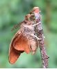 &eacute;closion d'un m&acirc;le de Bombyx &eacute;toil&eacute; (photo 4)