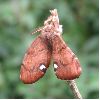 &eacute;closion d'un m&acirc;le de Bombyx &eacute;toil&eacute; (photo 5)