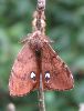 &eacute;closion d'un m&acirc;le de Bombyx &eacute;toil&eacute; (photo 7)