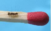 Orgyia antiqua, d&eacute;tail d'une chenille naissante (photo 1)