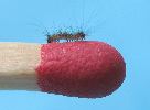 Orgyia antiqua, d&eacute;tail d'une chenille naissante (photo 2)