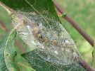 cocon d'Orgyia antiqua (photo 4)