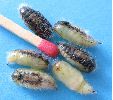 chrysalides m&acirc;les du Bombyx antique (photo 1)