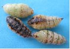 chrysalides femelles du Bombyx antique (photo 2)