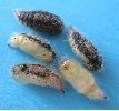 chrysalides m&acirc;les du Bombyx antique (photo 2)