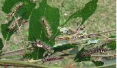 groupe de chenilles d'Orgyia (photo 2)