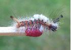 chenille d'Orgyia  au 3e/4e stade (photo 3)