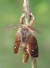 &eacute;closion d'un m&acirc;le de Bombyx &eacute;toil&eacute; (photo 1)
