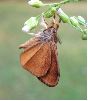 m&acirc;le de Bombyx &eacute;toil&eacute; s&eacute;chant ses ailes  (photo 1)