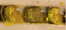 vue partielle d'un nid d'Osmia cornuta, avec les oeufs