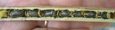 Osmie cornue (Osmia cornuta), cocons dans un tron&ccedil;on de tige s&egrave;che d'ombellif&egrave;re.