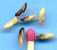 Nymphes parasites chenille, ph. 3
