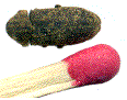 grosse vrillette (adulte)
