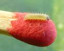 Cacyreus marshalli, alias le Brun des p&eacute;largoniums :  comparaison  chenille  stade 2 sur allumette.