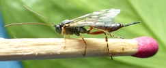 Ichneumon parasite de la tordeuse verte du ch&ecirc;ne, photo 2
