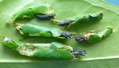 Tordeuse verte du ch&ecirc;ne (Tortrix viridana)   lot de chrysalides avec logettes