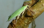 Tordeuse verte du ch&ecirc;ne (Tortrix viridana)   femelle &agrave; pondre, photo 1