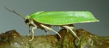 Tordeuse verte du chêne (Tortrix viridana) femelle à pondre, photo 2