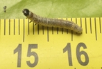 Tordeuse verte du chêne (Tortrix viridana) , exemples d'enroulement et de pliage, jeunes chenilles, photo 2